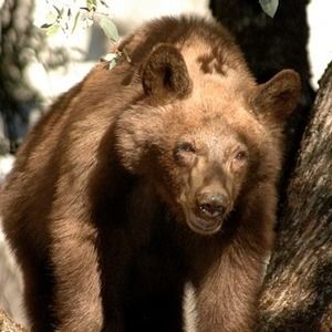 Meet your Posher, Steve